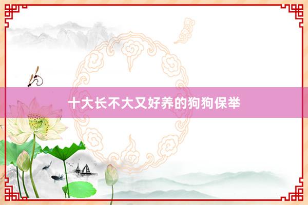 十大长不大又好养的狗狗保举