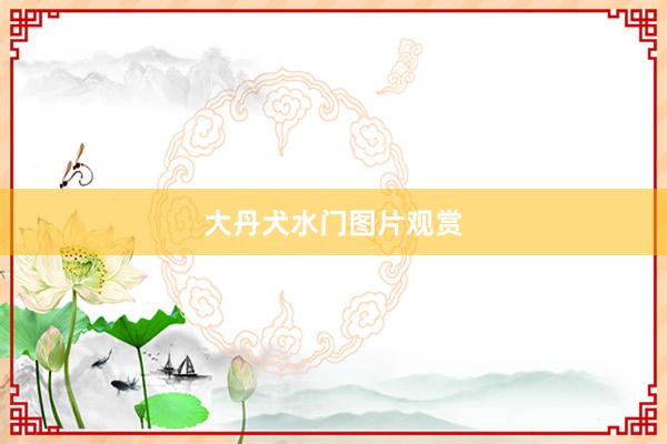 大丹犬水门图片观赏