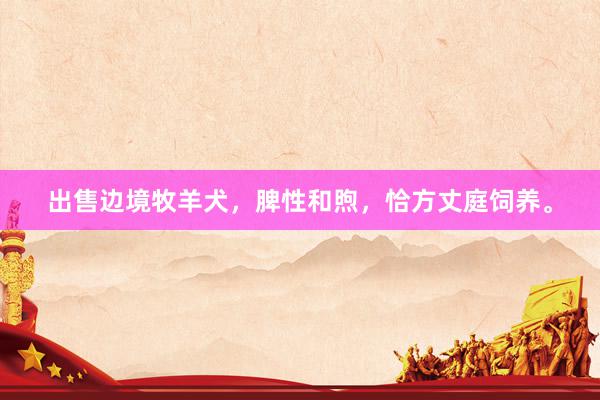 出售边境牧羊犬,脾性和煦,恰方丈庭饲养。